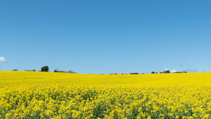 Obraz premium campi di colza gialli