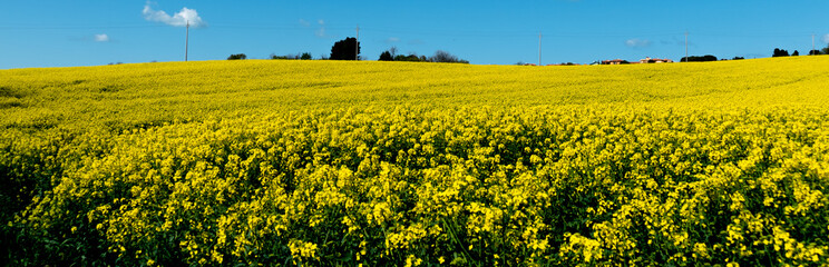 campi di colza gialli