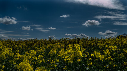Fototapeta na wymiar campi di colza gialli