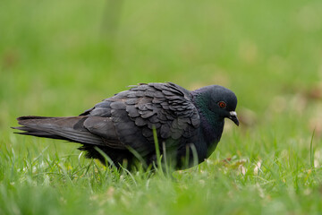 Close-up shot of Rock pigeon (Columba livia) standing in green grass. Isolated. Shallow depth of field