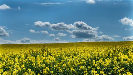 Obraz premium campi di colza gialli