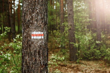 Walking trail background. Red forest path. Brown tree trunk. Guide sign made with paint. Symbol points right way to go. Forest navigating map. Bieszczady National Park in Poland. Red hiking trail.