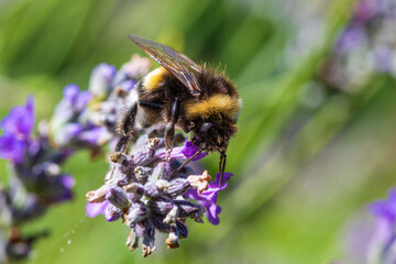 The bumbleebee on Lavandula (lavender) flower