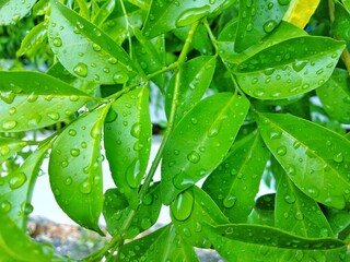 Dew drops on the green leaves drenched by the rain give a feeling of cool, relaxation, calm