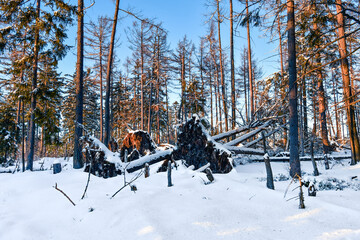 Uprooted tree with roots, the effects of strong wind blowing in winter on the mountain trail.