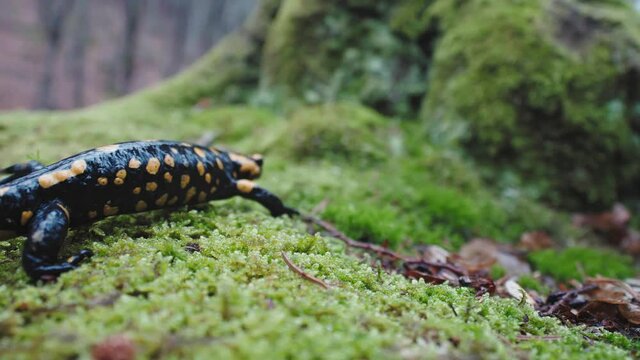 Fire salamander (Salamandra salamandra) entering the frame, walking on wet mossy ground and autumn leaves