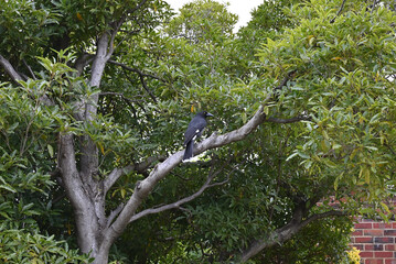 A pied currawong perched on a tree branch next to a house