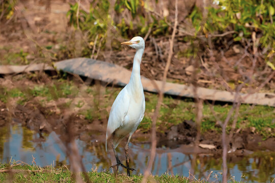 Bird photography wildlife nature Indian wildlife photography