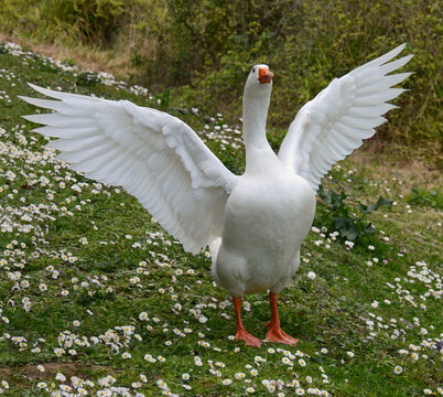 white goose flapping her wings