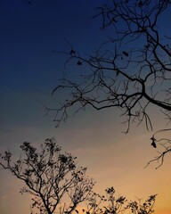 silhouette of tree