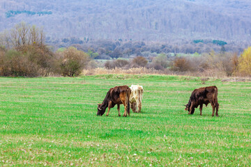 Grazing cows on pasture in nature, agriculture