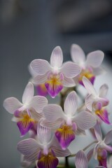 Orchid White purple and yellow