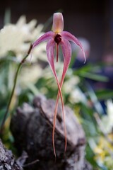 Bulbophyllum Orchid