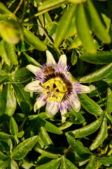 Passion flower with bee Passiflora caerulea