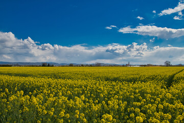 Frühling in der Ortenau