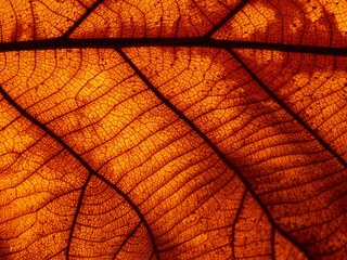 dry brown leaf texture, autumn background