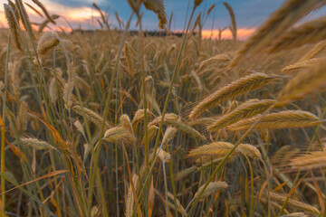 Close-up rye ears on a field under beautiful sunset sky.