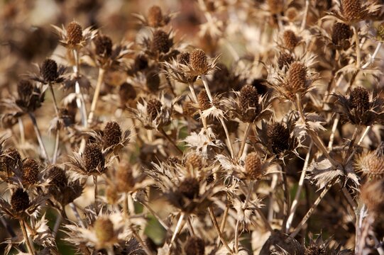 Field Eryngo Watling Street Thistle