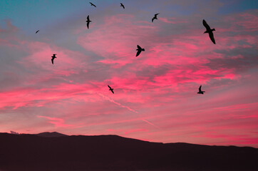 birds in sunset