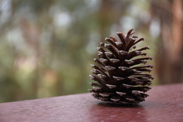 pine cones on a branch