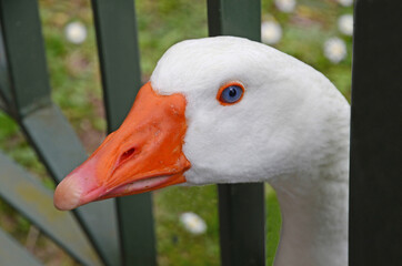 portrait of a white goose - 428562487