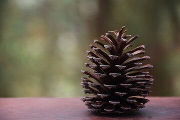 close up of a pine cone