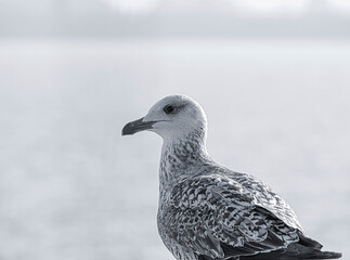 Obraz premium Close up with a seagull. Portrait of a seagull bird with blue sea water in the background. Black and white photography