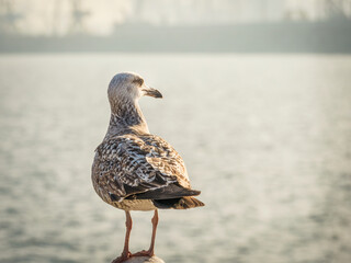 Close up with a seagull. Portrait of a seagull bird with blue sea water in the background