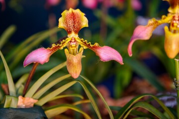 Lady's Slipper Orchid pink petal