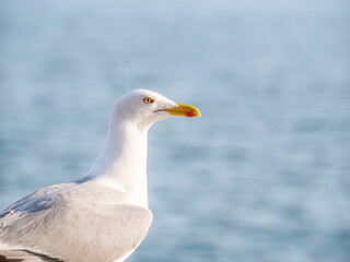 Close up with a seagull. Portrait of a seagull bird with blue sea water in the background