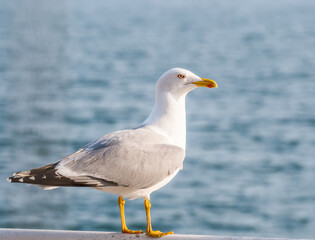 Close up with a seagull. Portrait of a seagull bird with blue sea water in the background