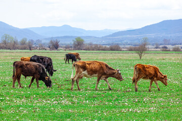Fototapeta na wymiar Grazing cows on pasture in nature, agriculture