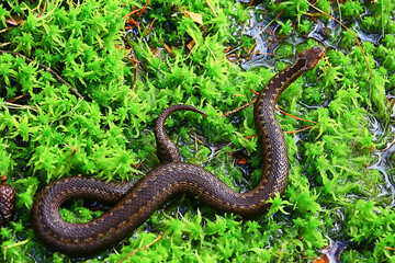 snake viper in the swamp, reptile in the wild, poisonous dangerous animal, wildlife