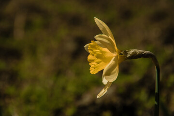 Daffodil in the garden.