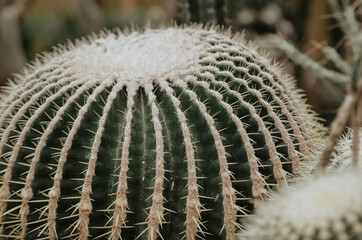The cactus