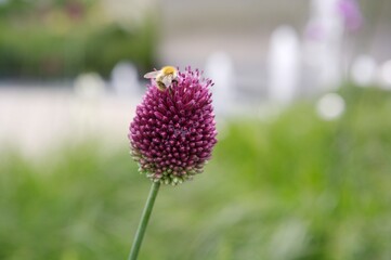 Round-headed leek