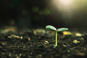 Green trees grow naturally in the morning.