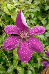 Italian leather flower Clematis