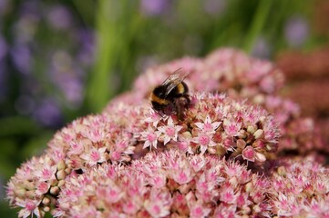 Garden stonecrop Sedum with bee