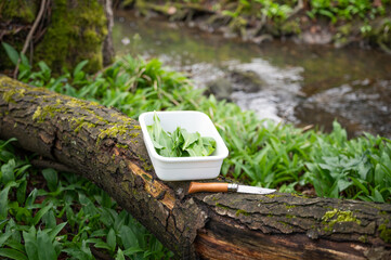 wild garlic is collected from a small stream with knife and bowl
