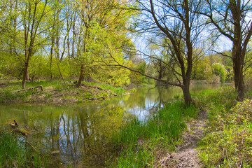 Auwald auf der Ile de Rhinau im Elsass