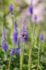 Spiked speedwell with bee