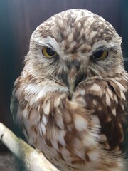 owl