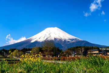 日本を代表する風景、田んぼの畦道と黄色い花と晴れた日の富士山