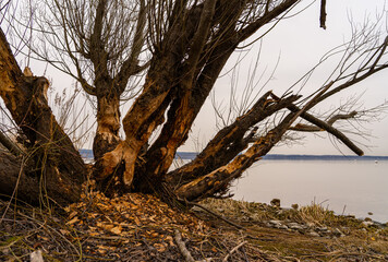 Bieberbiss am Ammersee