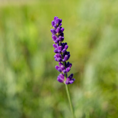 Lilac lavender flower on a blurred green background in the garden.