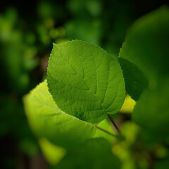 Green leaf of a plant close-up on a dark background in the garden and sun spots.