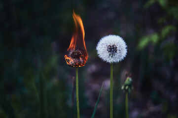 fire dandelion