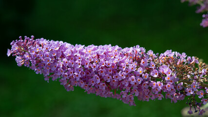 Lilac Buddleja davidii flowers on a blurred green background in the garden.