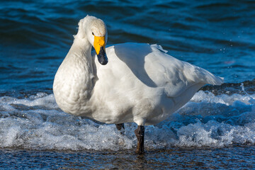 Singschwäne in Kusharo auf Hokkaido im Porträt